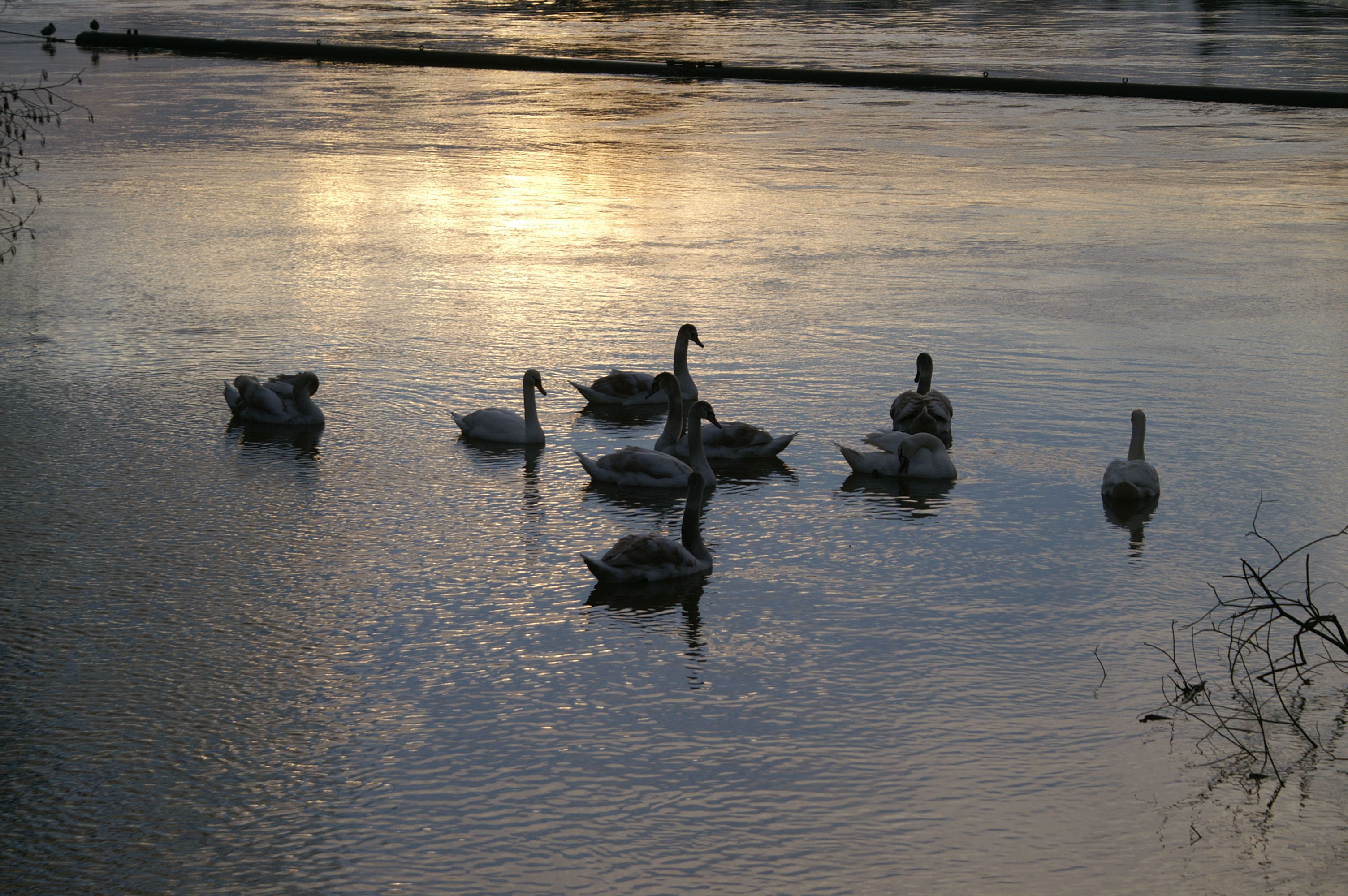 Les cygnes