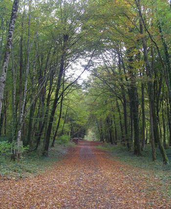 Balade en forêt